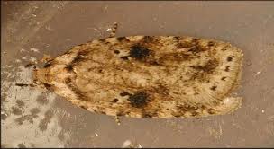 Attēlu rezultāti vaicājumam “Agonopterix aranella”