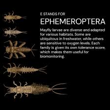 Attēlu rezultāti vaicājumam “Ephemeroptera larvae”