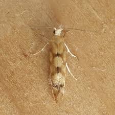 Attēlu rezultāti vaicājumam “Argyresthiidae”