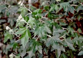 Attēlu rezultāti vaicājumam “Populus alba Nivea”