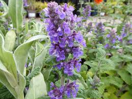 Attēlu rezultāti vaicājumam “Nepeta x faassenii”