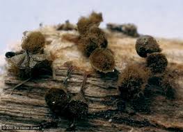 Attēlu rezultāti vaicājumam “Trichia scabra spores”