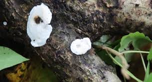 Attēlu rezultāti vaicājumam “Skeletocutis nivea”