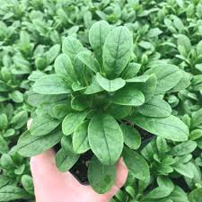 Attēlu rezultāti vaicājumam “Myosotis sylvatica leaf”