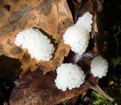 Attēlu rezultāti vaicājumam “Stemonitis foliicola macro”