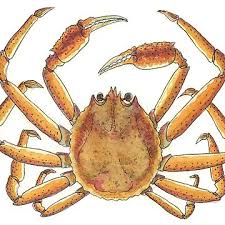 Image result for Chionoecetes opilio