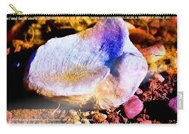 Image result for mountain top seashell