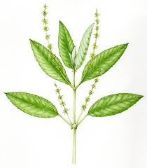 Attēlu rezultāti vaicājumam “Mercurialis perennis leaf”