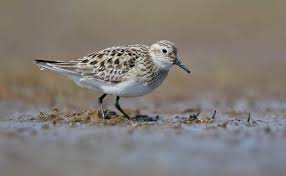 Image result for Calidris bairdii
