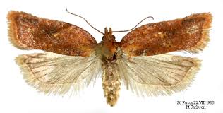 Attēlu rezultāti vaicājumam “Acleris aspersana”