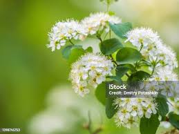 Attēlu rezultāti vaicājumam “Spiraea chamaedryfolia”