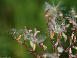 Attēlu rezultāti vaicājumam “Valeriana officinalis bud”