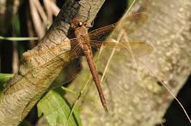 Attēlu rezultāti vaicājumam “Aeshna grandis”