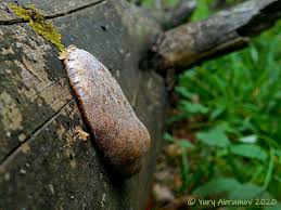 Attēlu rezultāti vaicājumam “Tubifera applanata macro”