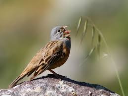 Image result for Emberiza caesia