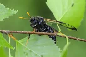 Attēlu rezultāti vaicājumam “Cimbex femoratus”