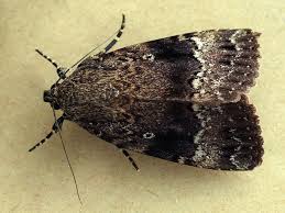 Attēlu rezultāti vaicājumam “Amphipyra”