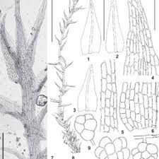Attēlu rezultāti vaicājumam “Dicranella staphylina”