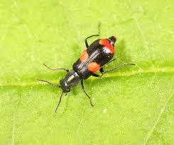 Attēlu rezultāti vaicājumam “Anthocomus fasciatus”