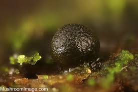 Attēlu rezultāti vaicājumam “Colloderma robustum macro”