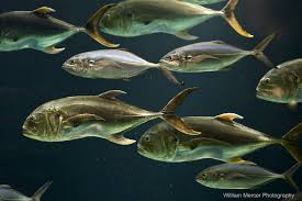 Image result for Caranx hippos