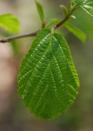 Attēlu rezultāti vaicājumam “Hamamelis virginiana leaf”