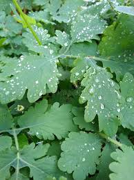 Attēlu rezultāti vaicājumam “Chelidonium majus leaf”