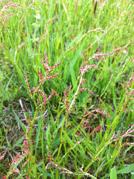 Attēlu rezultāti vaicājumam “Polygonaceae”