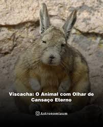 Image result for viscacha