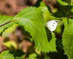 Attēlu rezultāti vaicājumam “Pieris rapae underside”