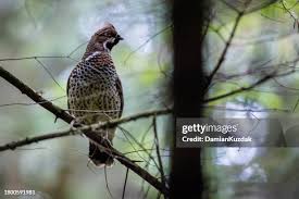 Attēlu rezultāti vaicājumam “Bonasa bonasia eggs”