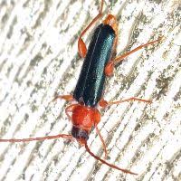 Attēlu rezultāti vaicājumam “Rhamnusium bicolor”