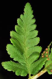 Attēlu rezultāti vaicājumam “Dryopteris cristata”