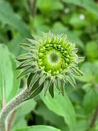 Attēlu rezultāti vaicājumam “Echinacea purpurea bud”