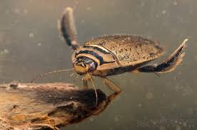 Attēlu rezultāti vaicājumam “Acilius sulcatus female”