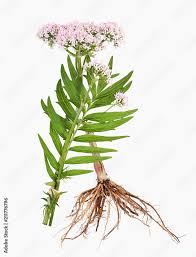 Image result for Baldrian