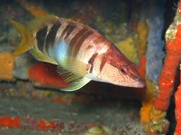 Image result for Serranus scriba