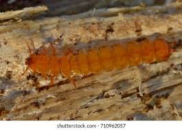 Attēlu rezultāti vaicājumam “Cucujus cinnaberinus larva”