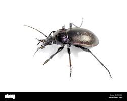 Attēlu rezultāti vaicājumam “Carabus nemoralis”