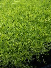 Attēlu rezultāti vaicājumam “Festuca arenaria”