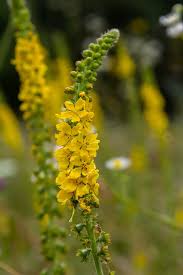 Image result for Agrimonia eupatoria