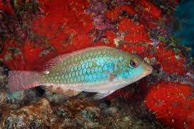 Image result for Sparisoma aurofrenatum