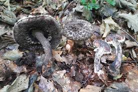 Attēlu rezultāti vaicājumam “Strobilomyces strobilaceus”