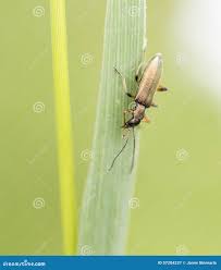 Attēlu rezultāti vaicājumam “Chrysanthia geniculata”