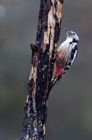 Attēlu rezultāti vaicājumam “Dendrocopos medius”