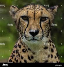 Afbeeldingsresultaat voor cheeta