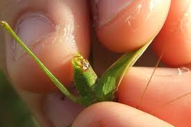 Attēlu rezultāti vaicājumam “Phaneroptera falcata”