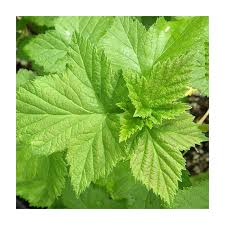 Attēlu rezultāti vaicājumam “Ribes nigrum”