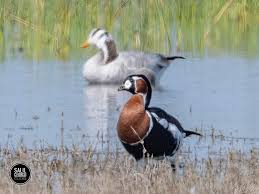 Attēlu rezultāti vaicājumam “Branta ruficollis adult”