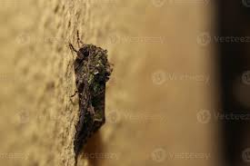 Attēlu rezultāti vaicājumam “Trachea atriplicis”